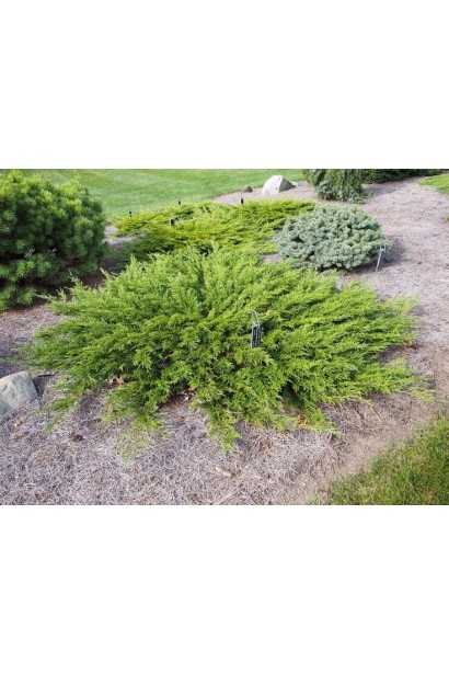 Ялівець горизонтальний ’Монтана’